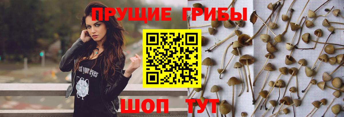 Кунгур  Псилоцибиновые грибы MAGIC MUSHROOMS  Вход с VPN 